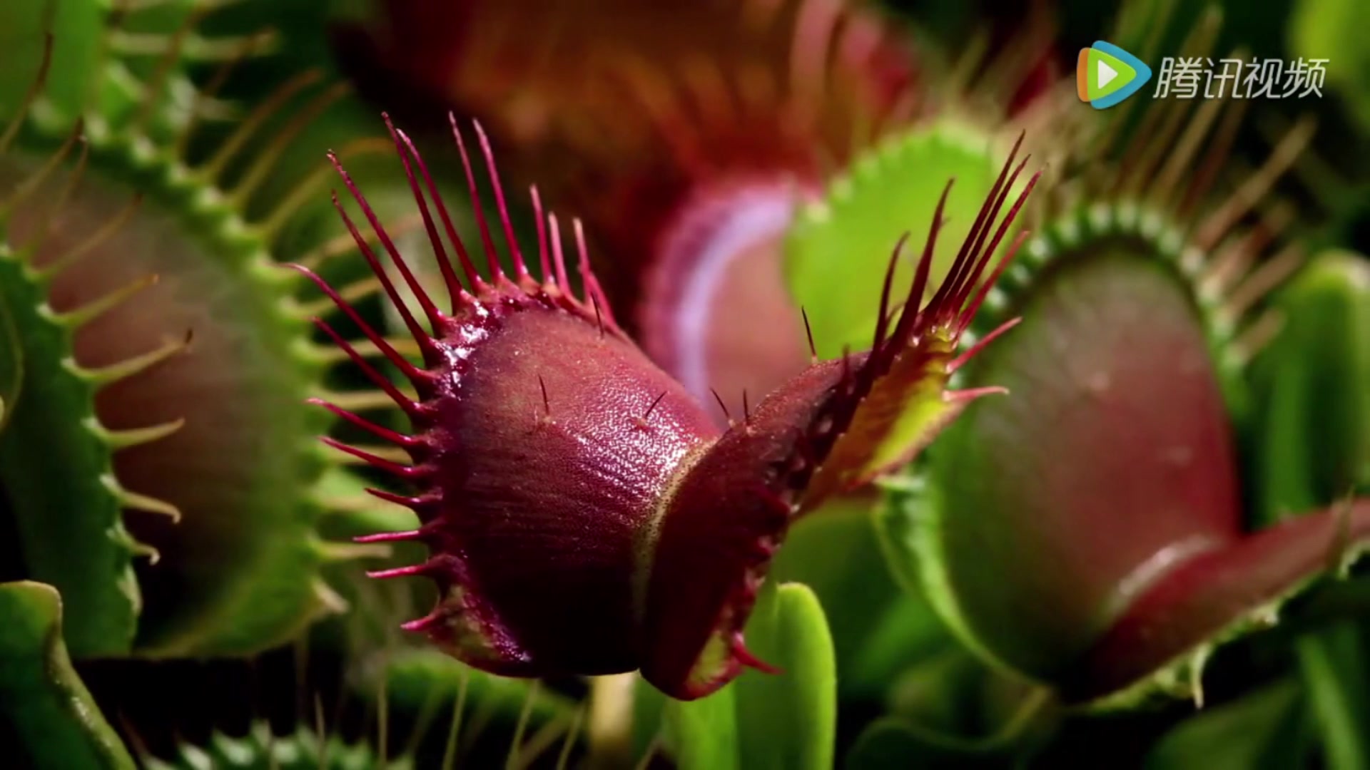 来自bbc的食虫植物纪录片真的不来看看