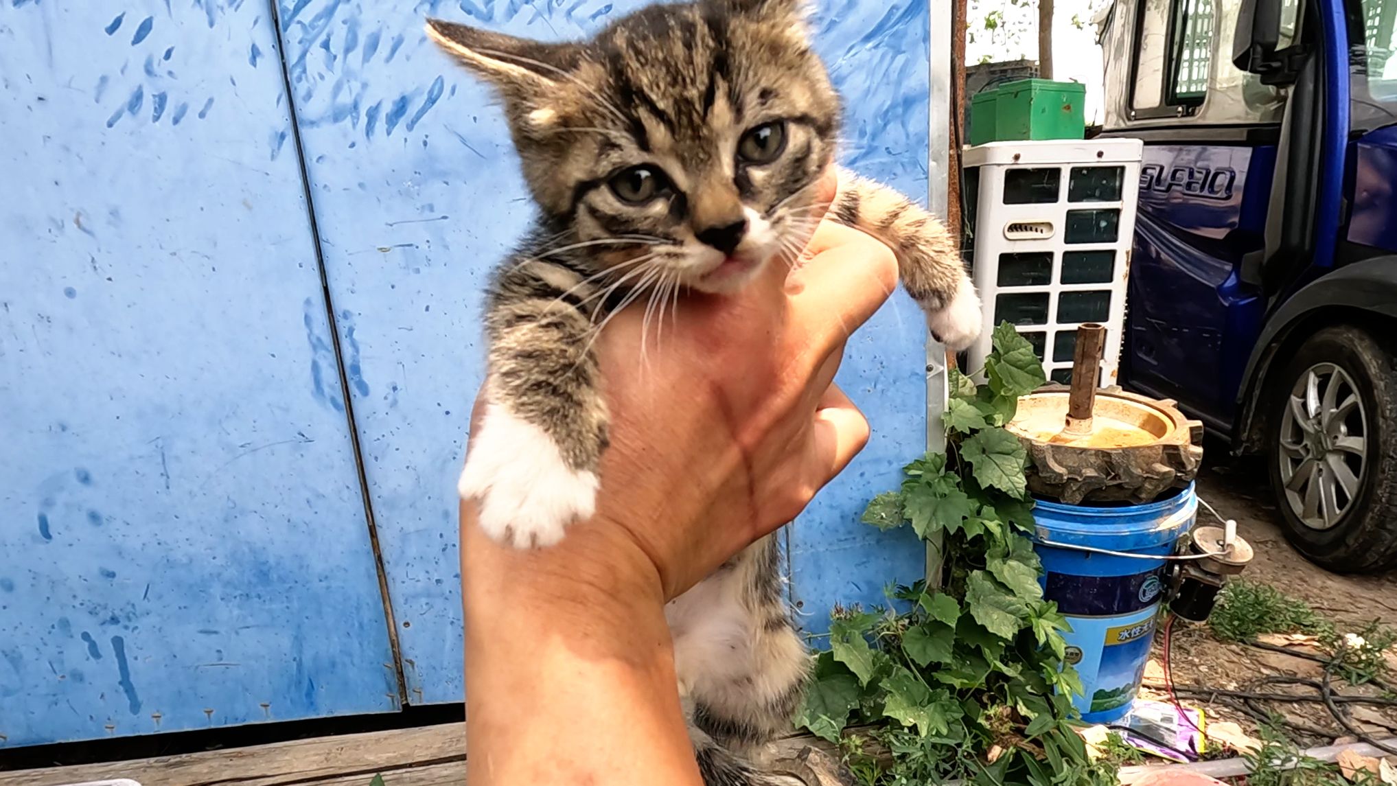 幸运的小流浪猫,被选中带回小院生活,名字已定,小名叫小小铺哔哩哔哩bilibili