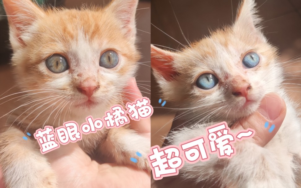 阳光正好,给蓝眼小橘猫拍个美美的照片