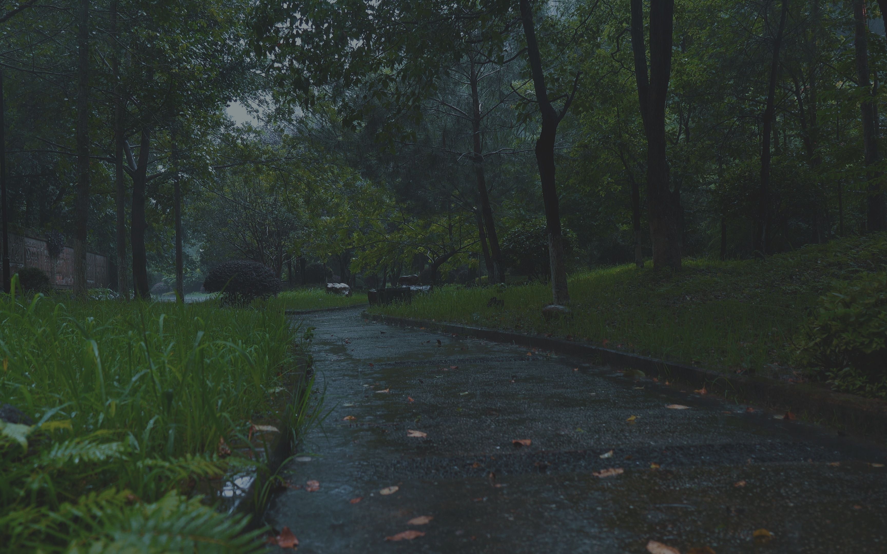 ✅聆听森林夜雨声,令人心境平和柔顺,放松睡眠,真实下雨的声音,白噪音,打雷声,催眠,治愈,BGM,PTSD,60秒快速入睡小窍门哔哩哔哩bilibili