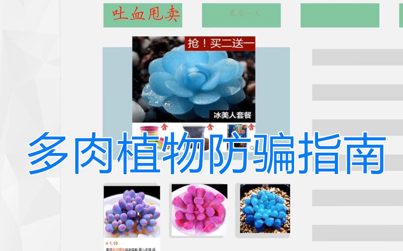 【多肉课堂】4多肉植物新手入坑防骗指南哔哩哔哩bilibili