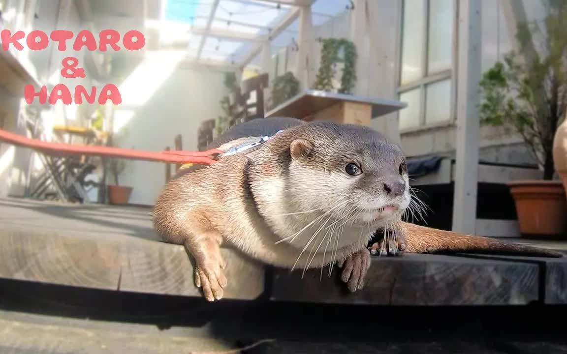 [图]Otter Hana Goes on a First Date with Dad| Otter Hana与爸爸进行了第一次约会