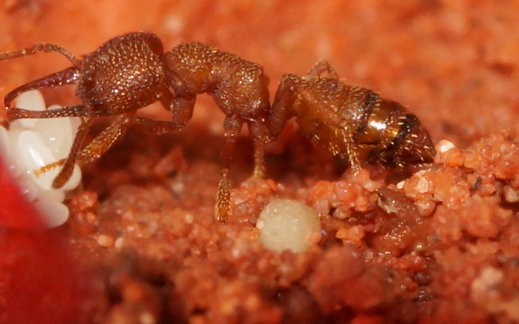 萌萌的卡米拉迷猛蚁_哔哩哔哩_bilibili