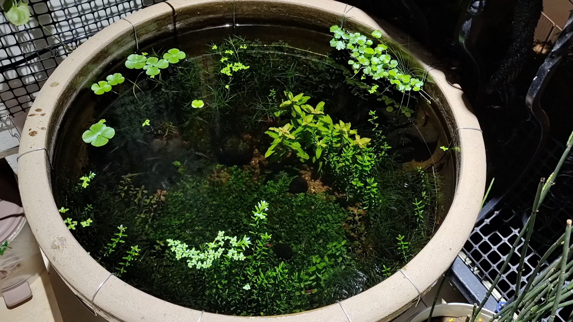 群游的桂系 阳台青鳉樱花虾秀丽白虾水草生态小池塘