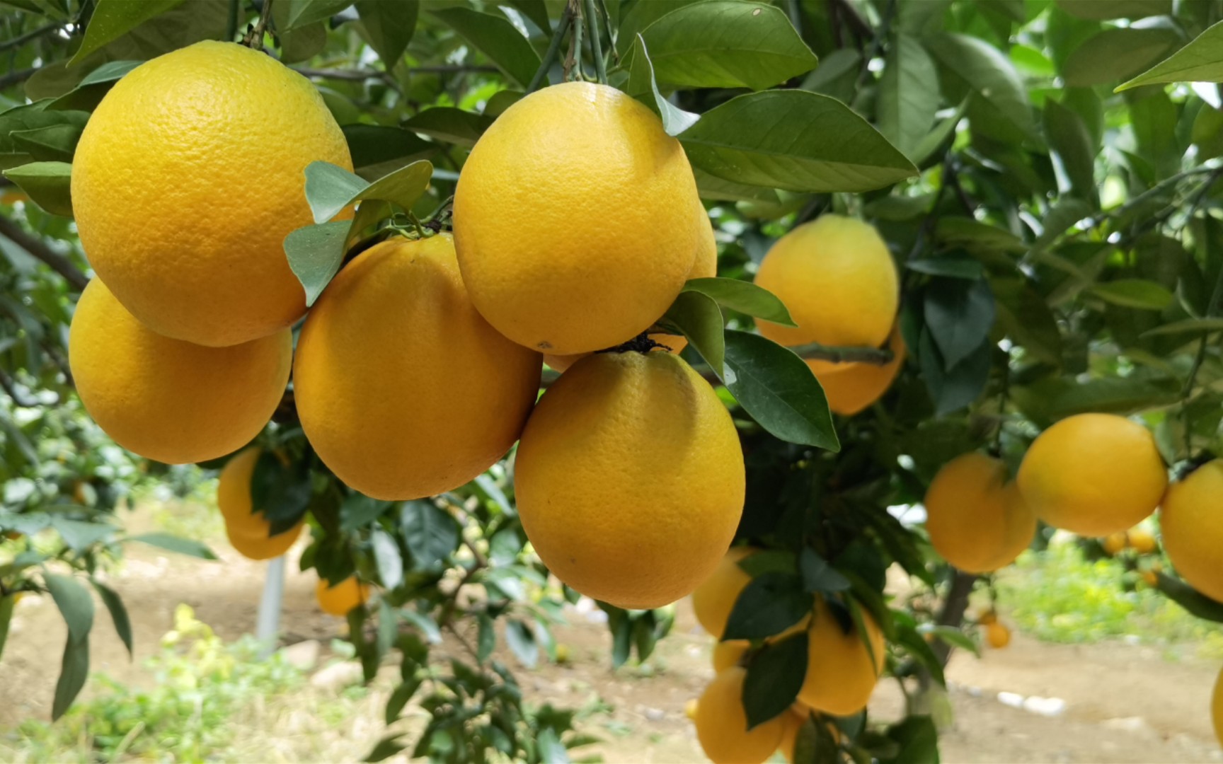 江西赣州寻乌县的脐橙农户,偶尔晒一晒父母打理的果园