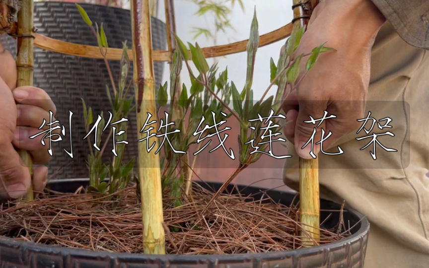 用竹子制作铁线莲花架.竹子花架.森山ⷨ›𐧚„院子.哔哩哔哩bilibili