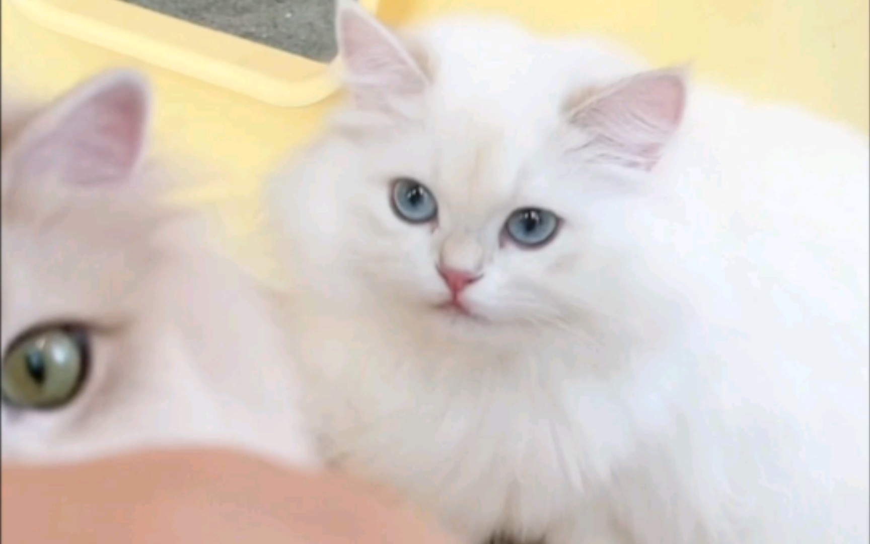 倒倒吃东西好秀气呀【5.16佳慧直播cut】