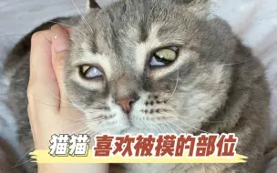 Download Video: 猫咪喜欢被摸的部位