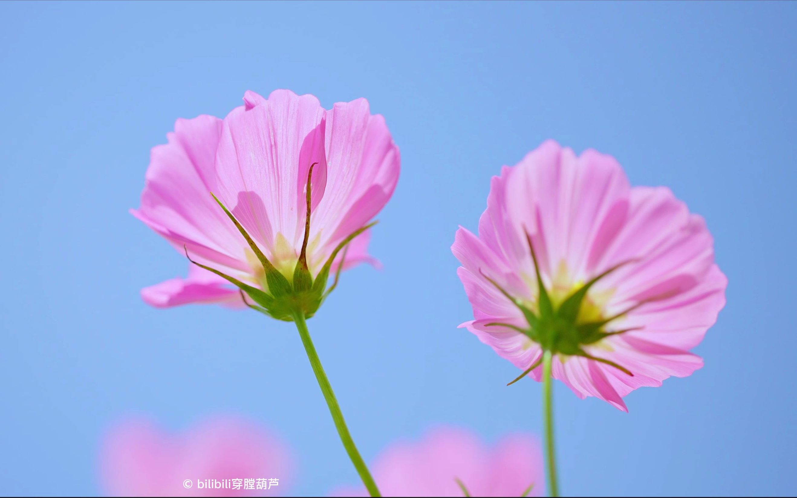 [图]【格桑花开】这是我视界