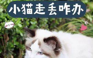 Download Video: 猫走丢了怎么办？快来收下这份“找猫大法”