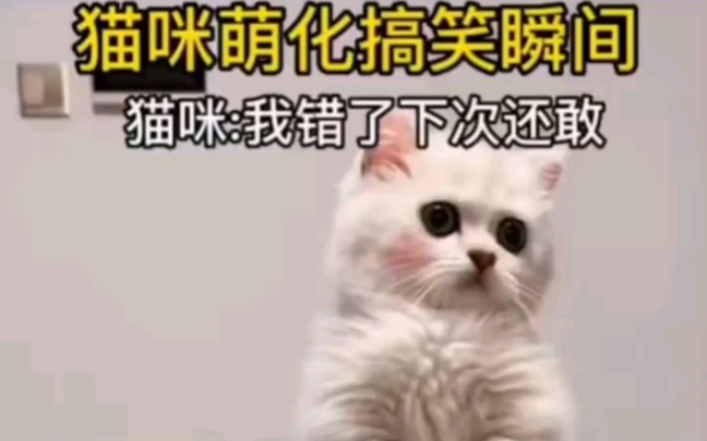 盘点小猫的搞笑瞬间哔哩哔哩bilibili