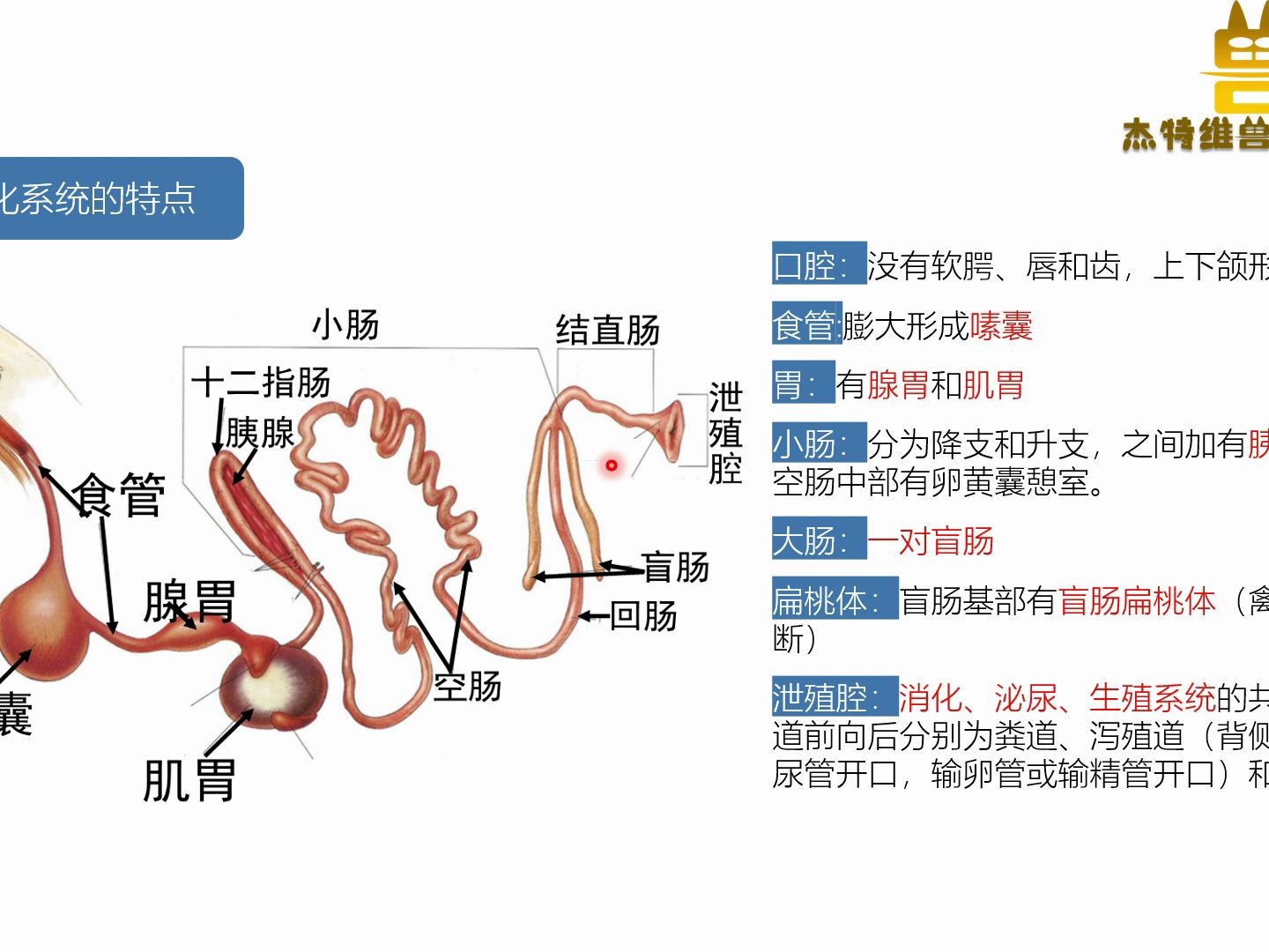 微粒子零基础兽医课——家禽消化系统哔哩哔哩bilibili