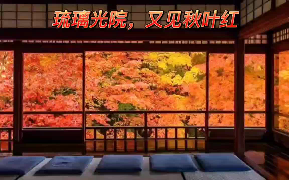 琉璃光院枫叶红哔哩哔哩bilibili