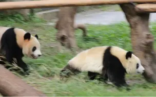 Скачать видео: 【莽星星莽辰辰】莽仔发飙，追的辰辰满院子跑！