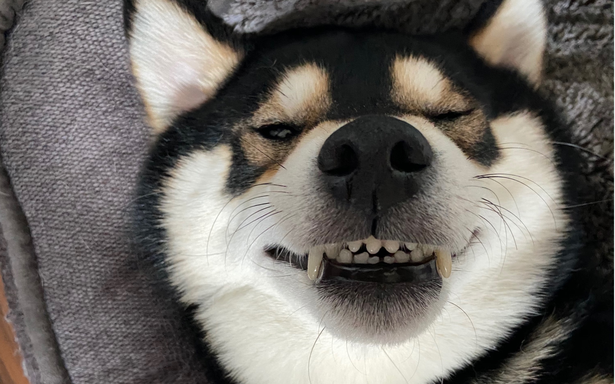 活动作品赤柴妹妹发现了黑柴哥哥的私家好床立刻秒睡