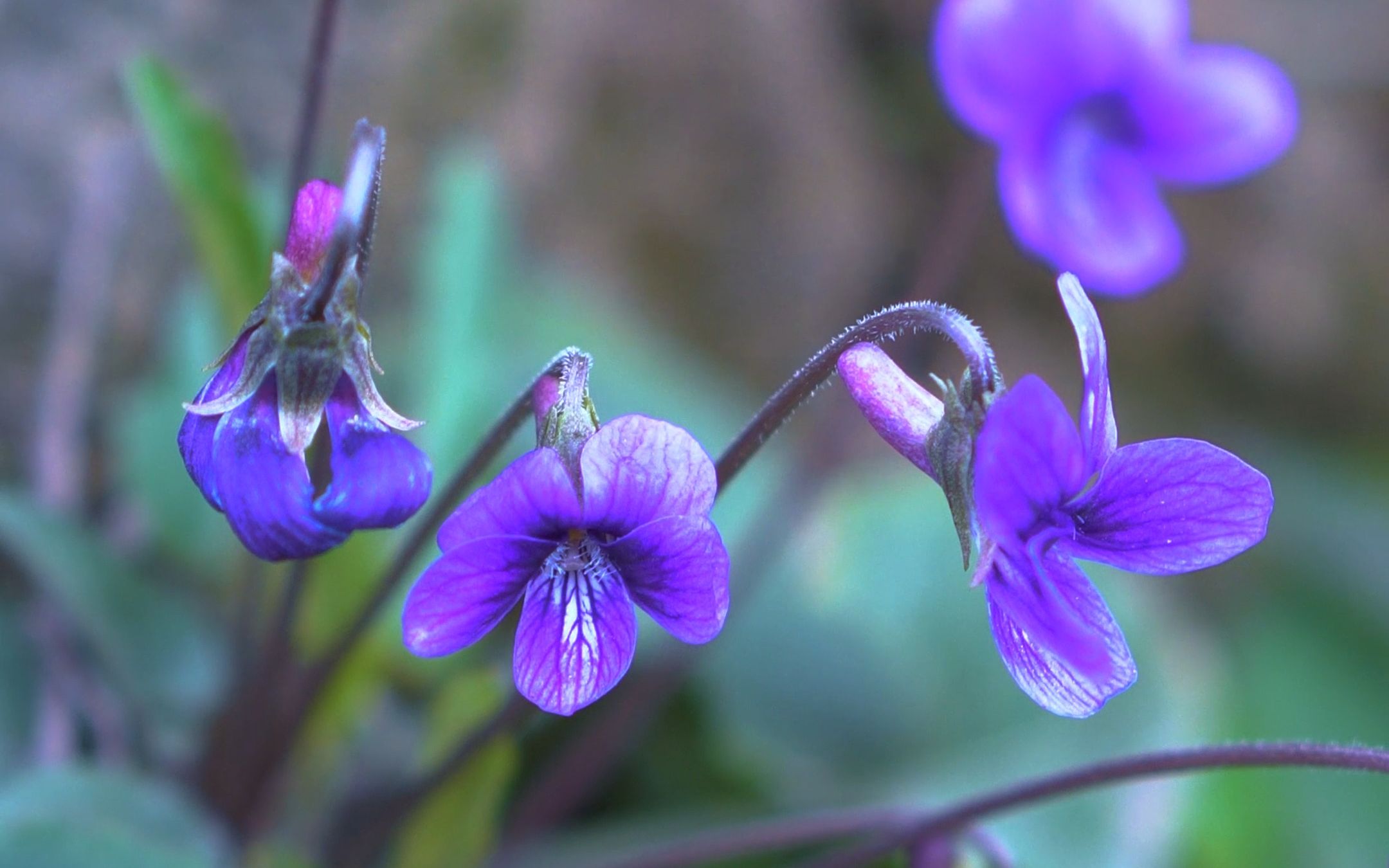 开紫花根长的像钉子一样的植物
