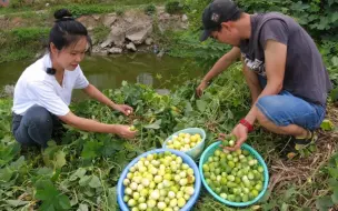 Video herunterladen: 波哥发现大片“野西瓜”，带着媳妇摘3大盆，一口一个吃起来真香