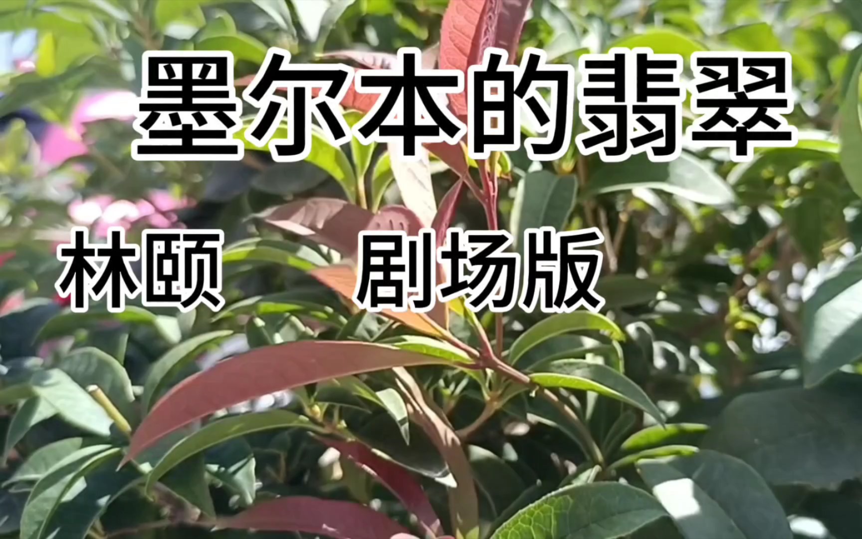 林颐——墨尔本的翡翠（剧场版）