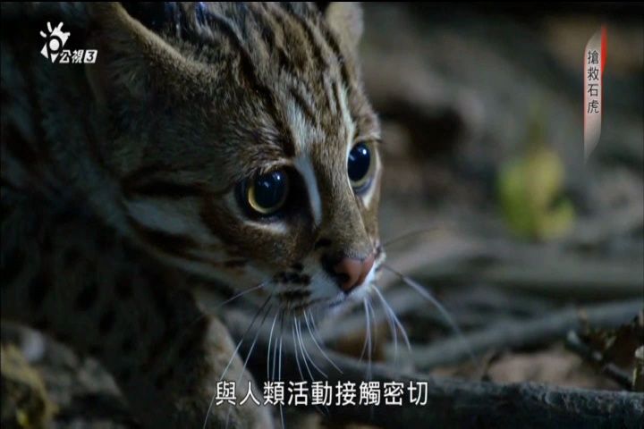 石虎豹猫图片