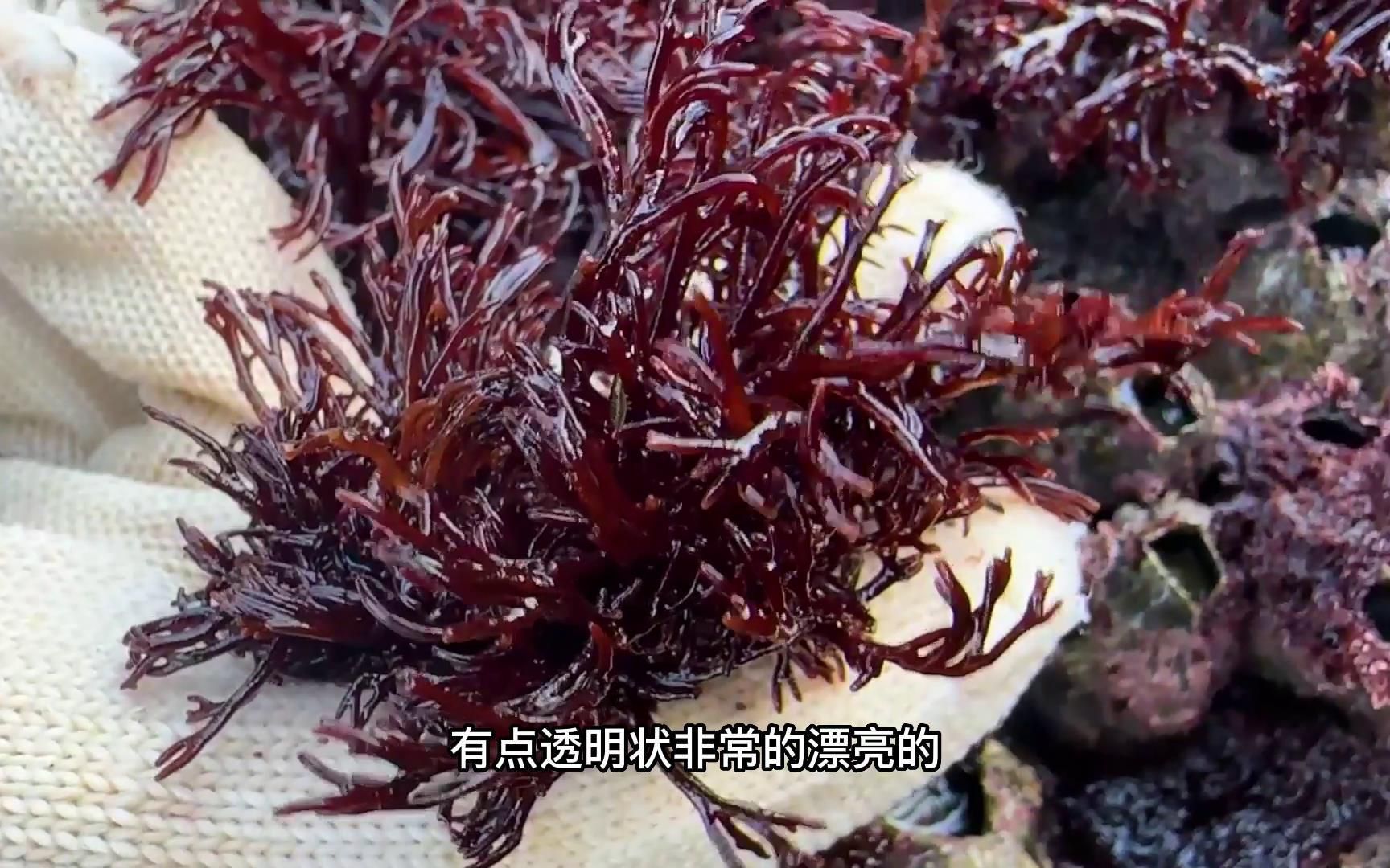 大浪边满地血珊瑚,等了一整年终于可以放手摘了,要发的节奏