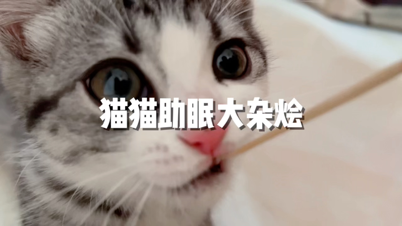 [图]丫丫【猫猫助眠大杂烩】长视频