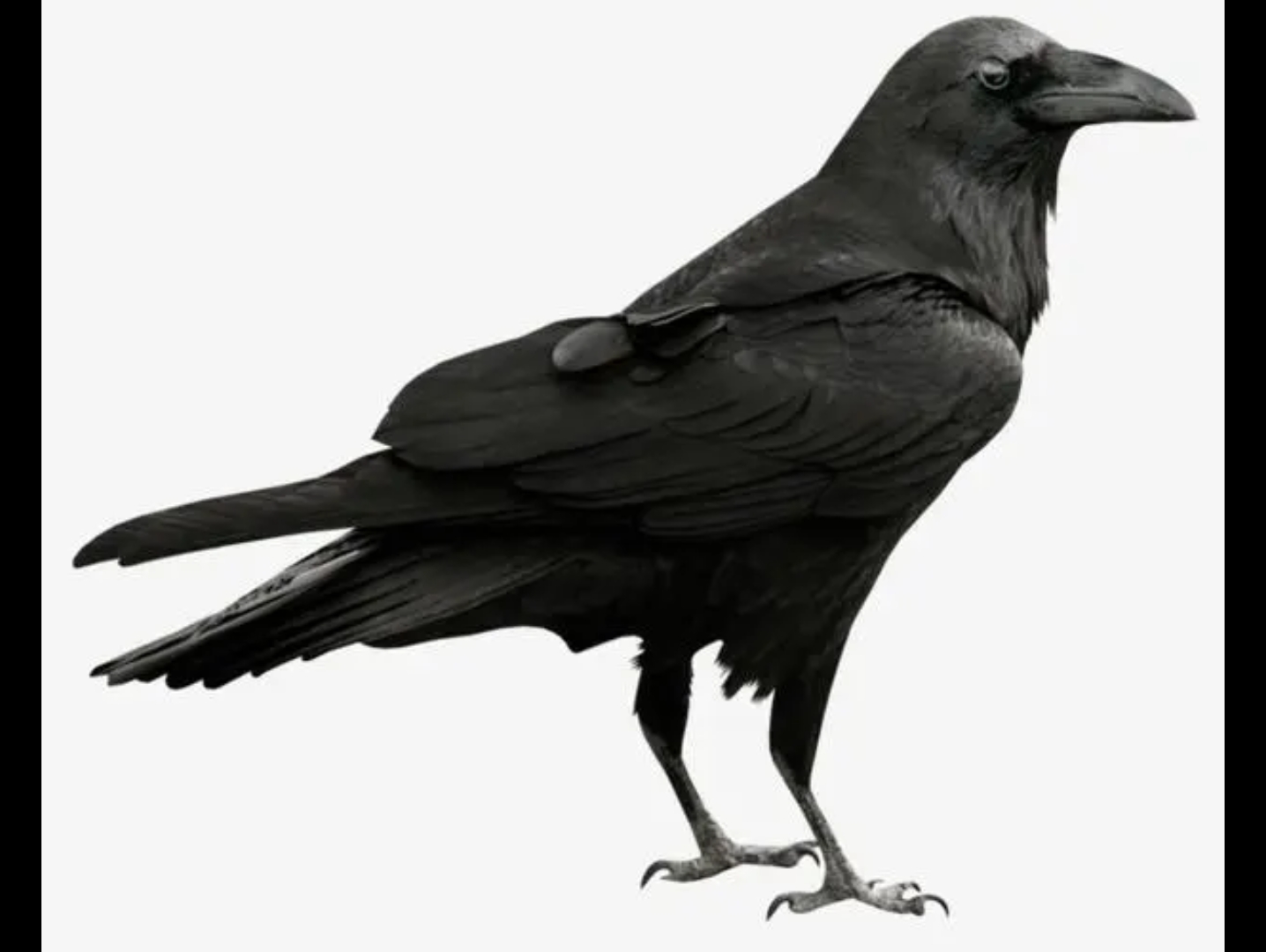动物观察局,乌鸦x5.