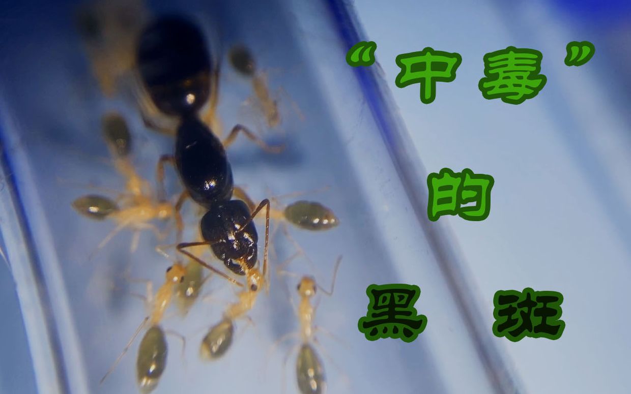 费氏弓背蚁黑斑帝国养成记04