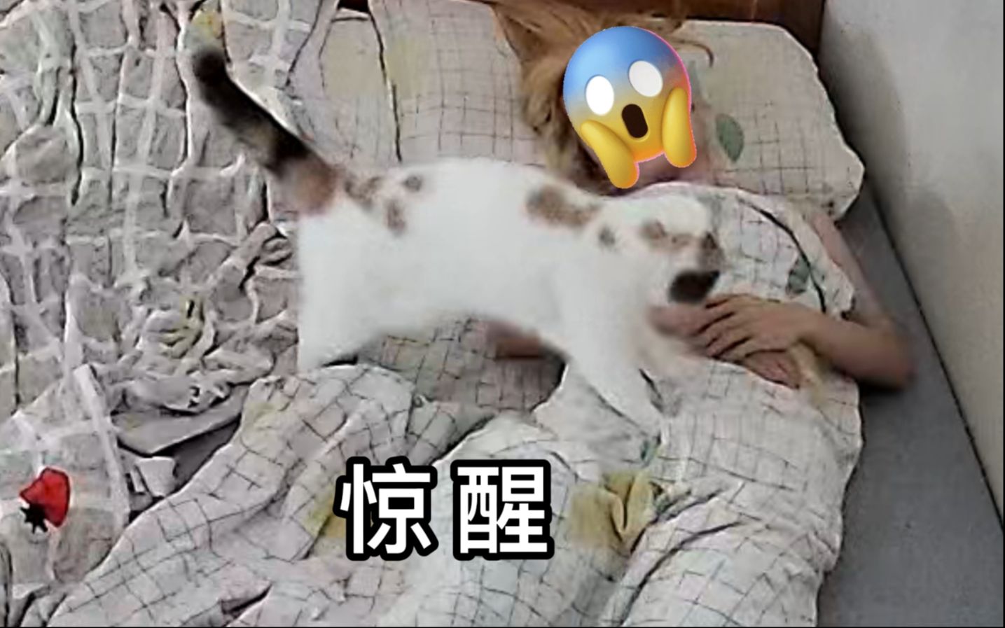 当你在梦中被猫踩膀胱哔哩哔哩bilibili