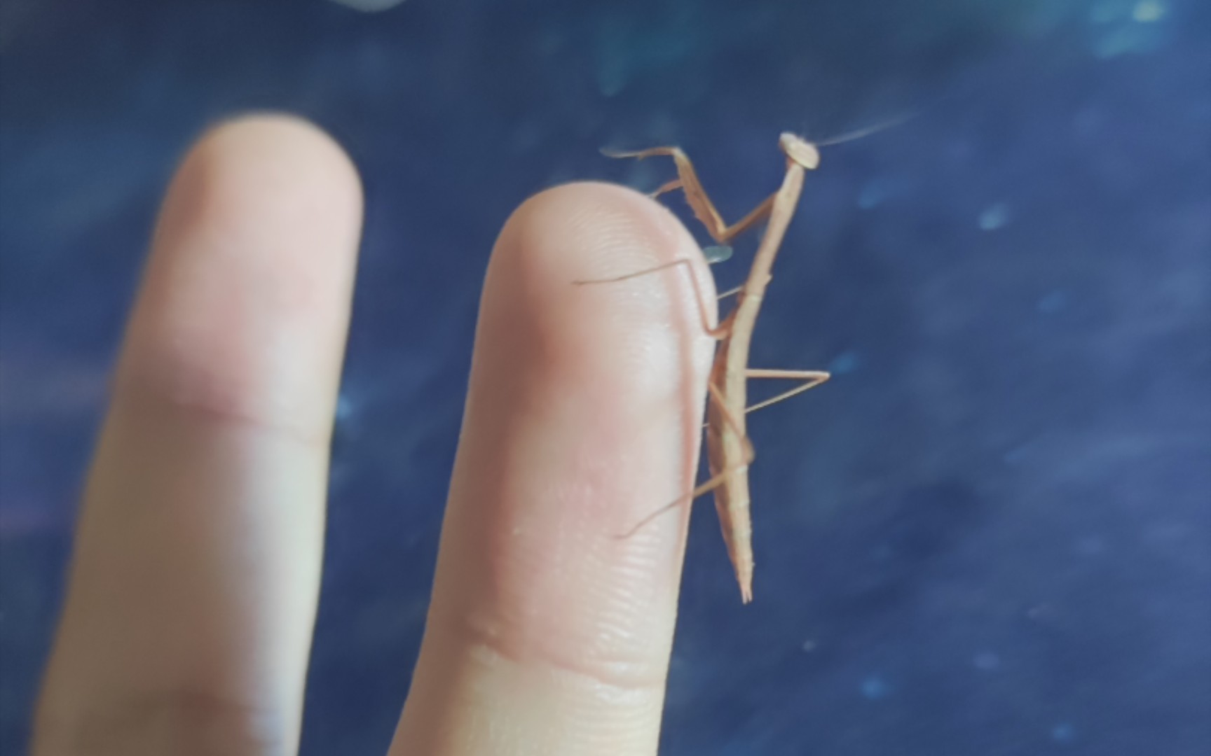 中华大刀螳螂蜕皮时刻ε(*11ω11)_/19:11