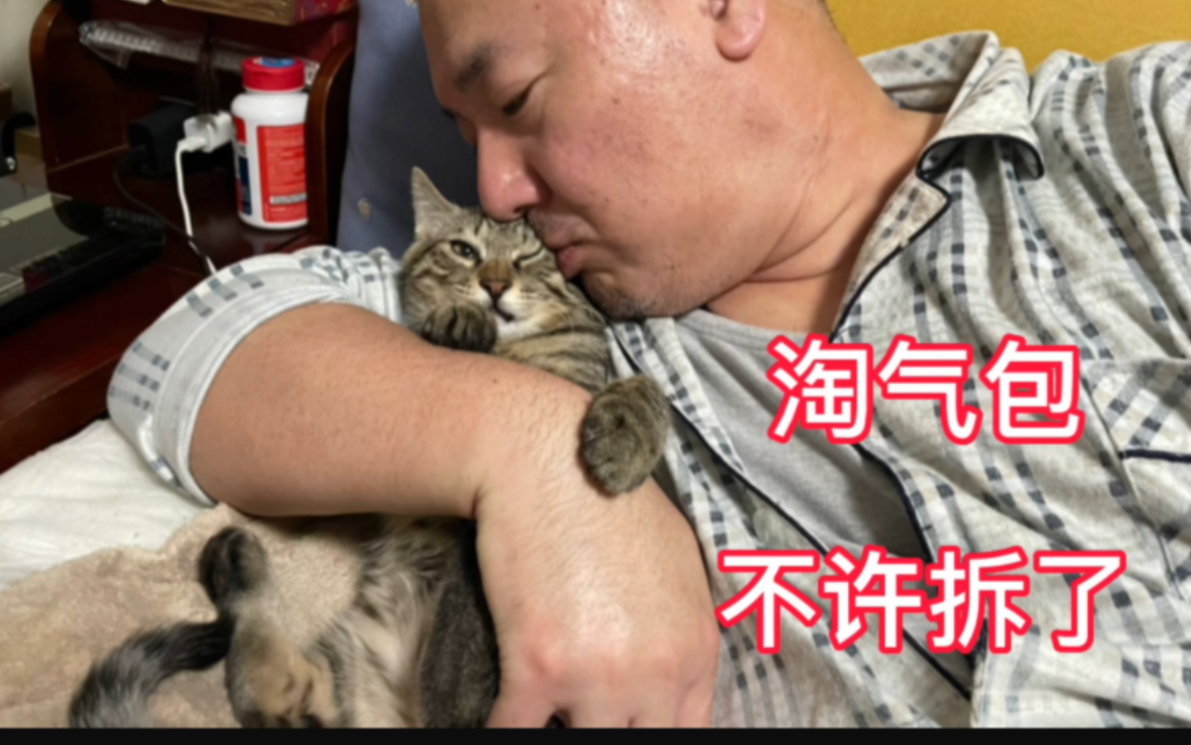 肥猫尿完尿干挠几下就跑了小奶猫默默的给它埋上了,劳动模范!哔哩哔哩bilibili