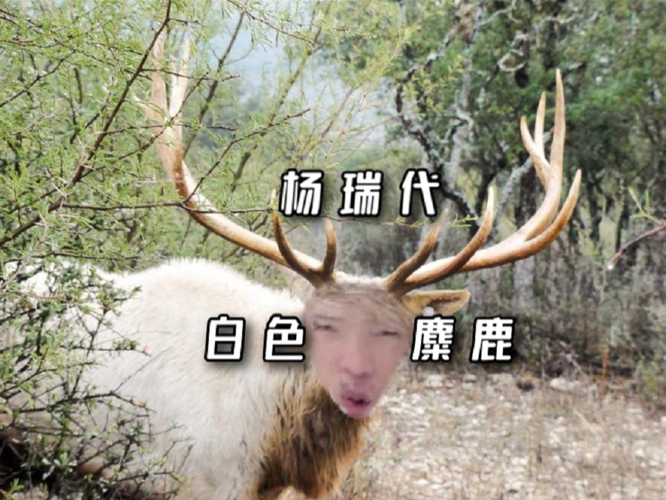杨瑞代 gary yang 白色麋鹿 white elk