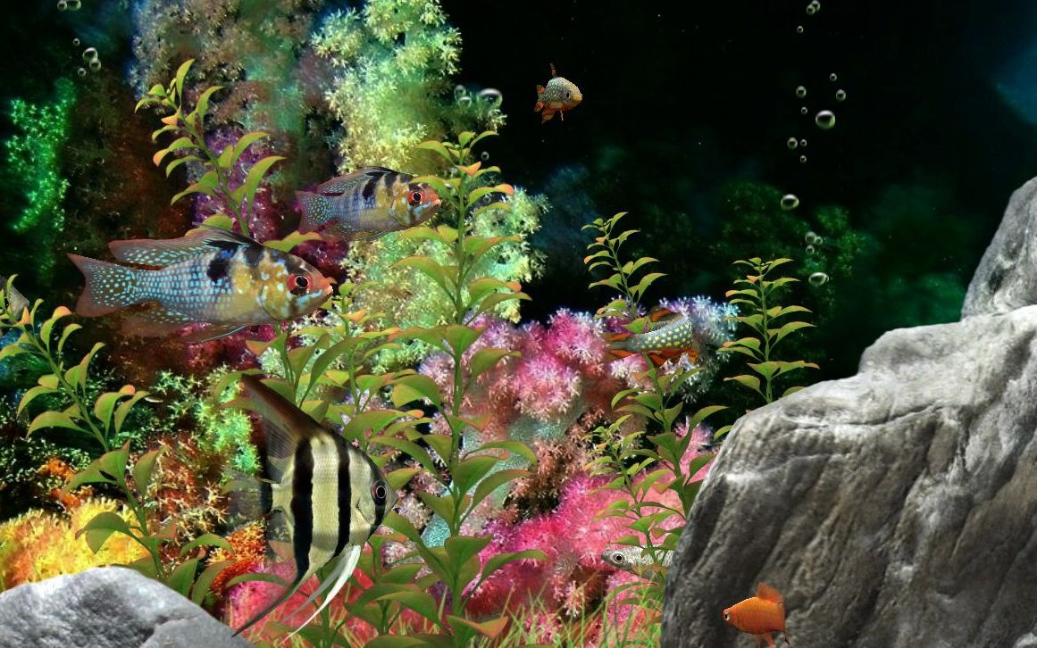 观赏鱼(7)_梦幻水族箱_dream_aquarium