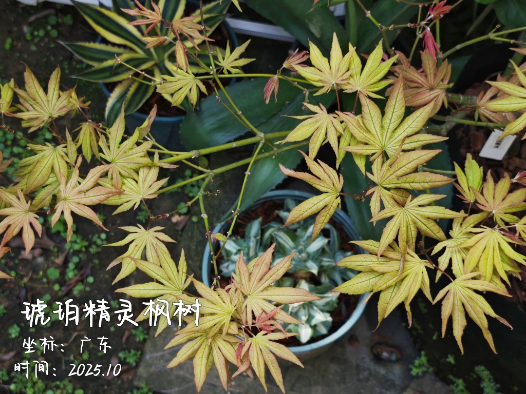 广东种枫树之琥珀精灵