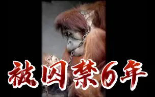 Download Video: 印尼猩猩被囚禁6年，浓妆艳抹被迫接客，人性到底可以泯灭到什么程度？