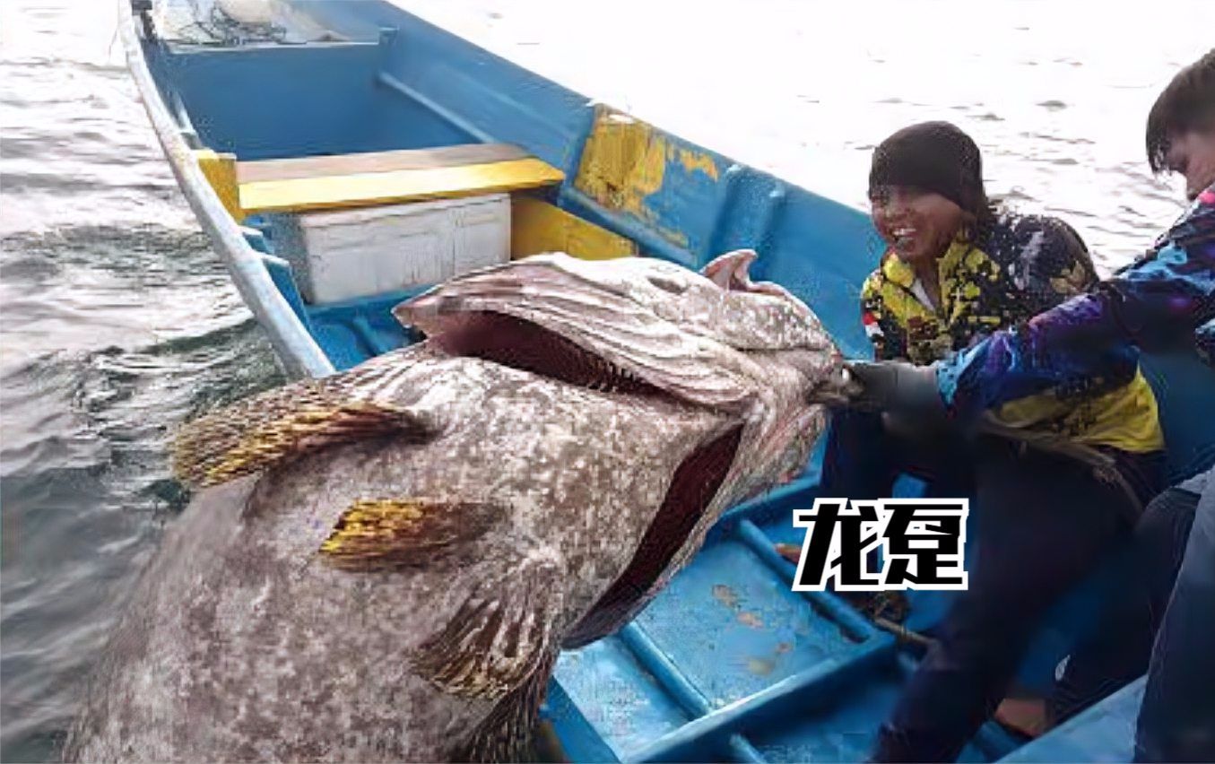 鐵鉤抓龍躉,國外高手深海釣