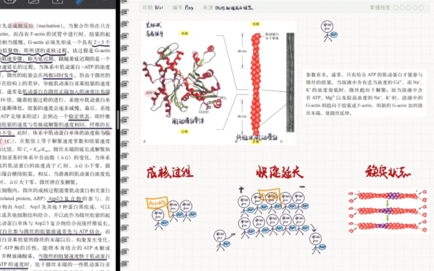 自用复盘:微丝的组成及其组装过程哔哩哔哩bilibili