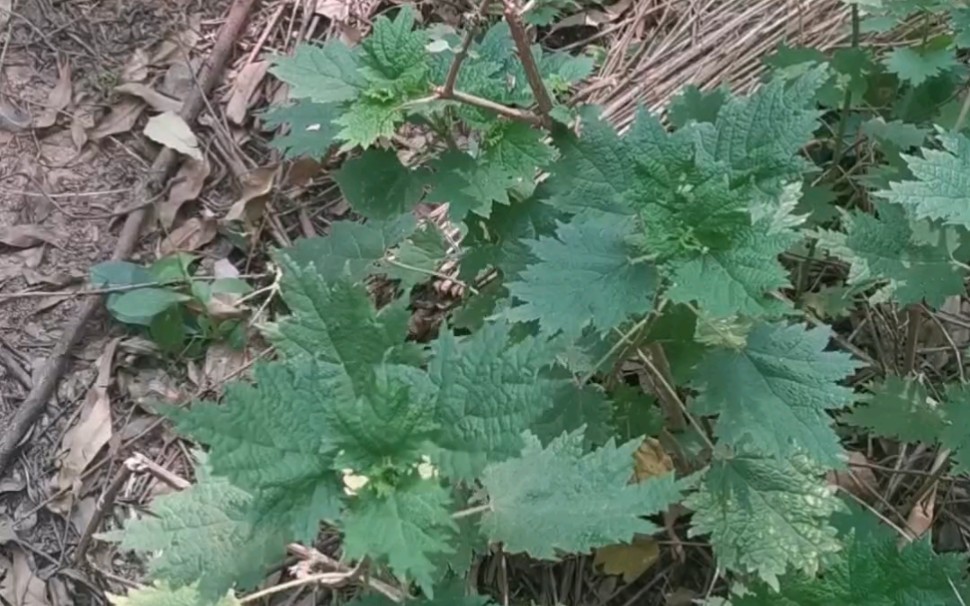 火麻草?豁麻草!哔哩哔哩bilibili