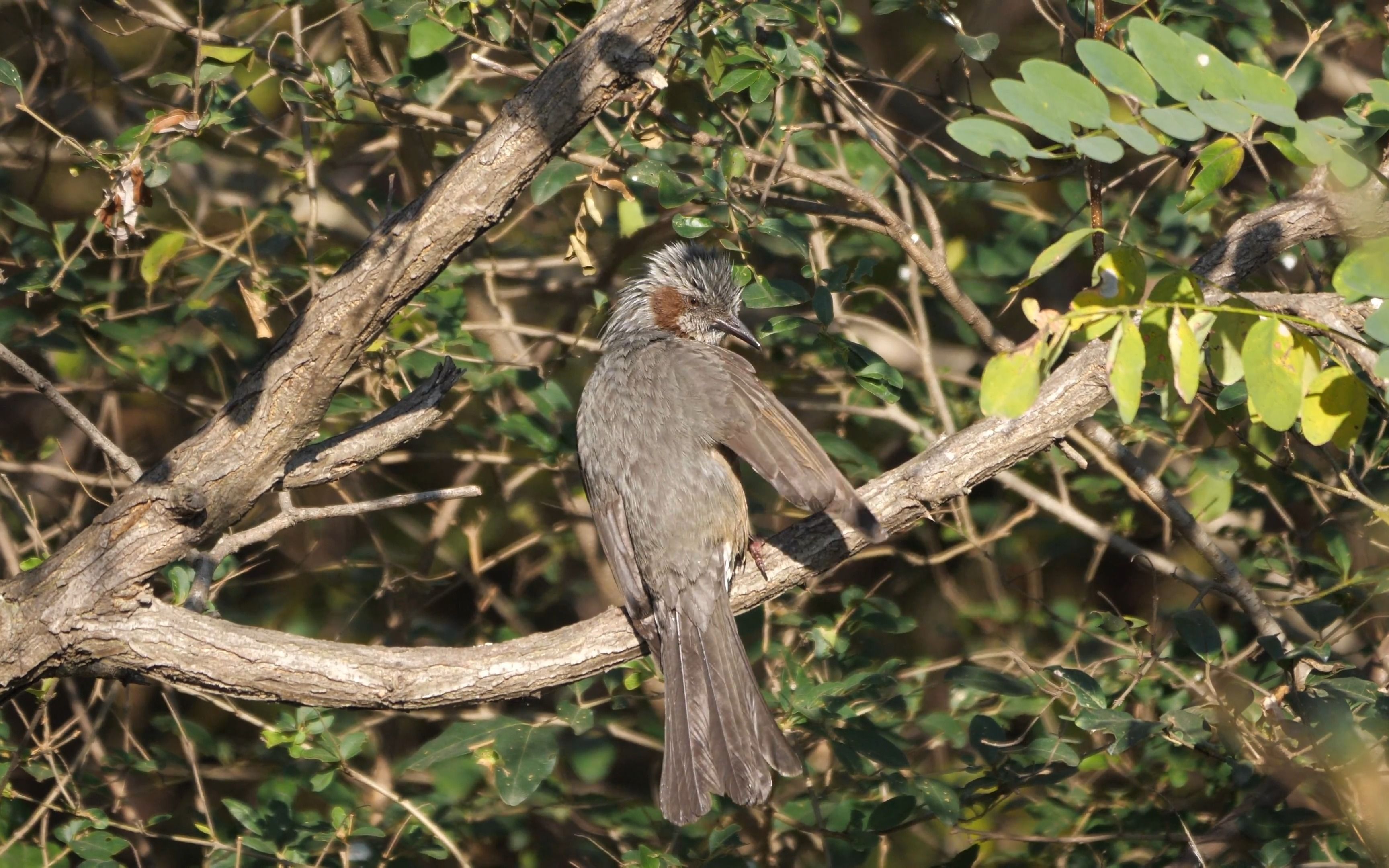 【栗耳短脚鹎】罕见的山东冬候鸟