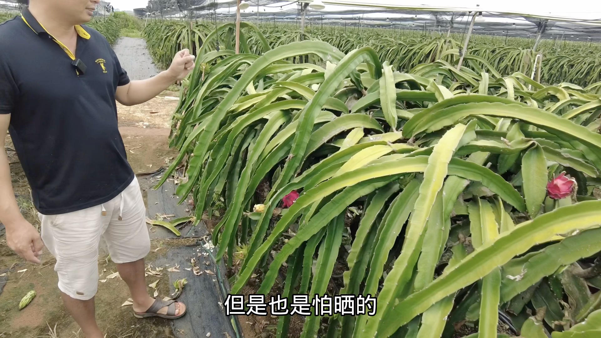 喜阳植物火龙果也怕晒?特别夏季苗很易晒黄,看果农如何一招制胜哔哩哔哩bilibili