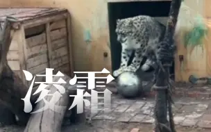 Descargar video: 【西野录屏】视频开头凌霜玩球球，27秒大虎出镜，1分24秒凌霜和凌夏互动，末尾展示夏夏最新擦玻璃的大作