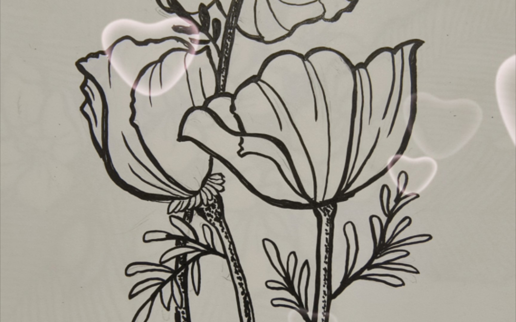 线描打卡第二十二天 花菱草969696 一生怕鬼,鬼却未伤我半毫