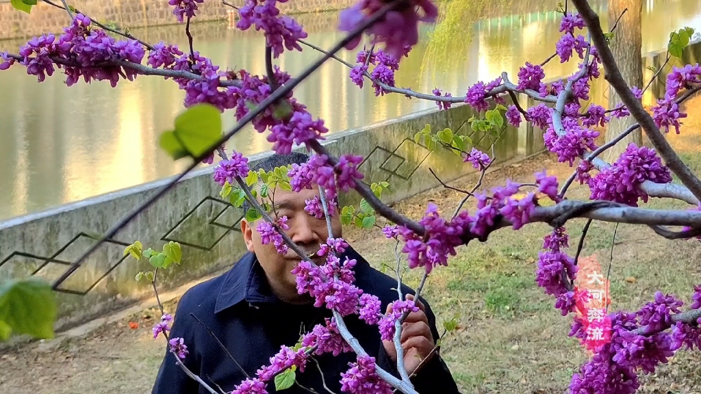 [图]常州白荡河畔紫荆林