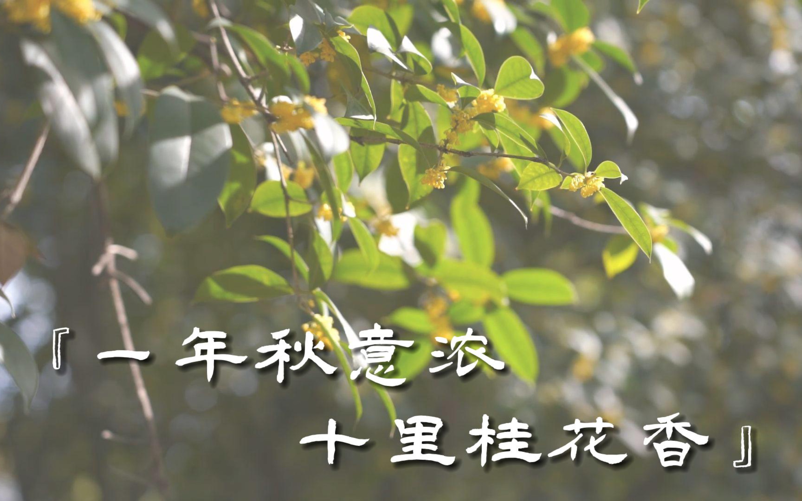 【华师•桂】一年秋意浓,十里桂花香哔哩哔哩bilibili