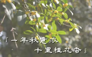 Download Video: 【华师•桂】一年秋意浓，十里桂花香