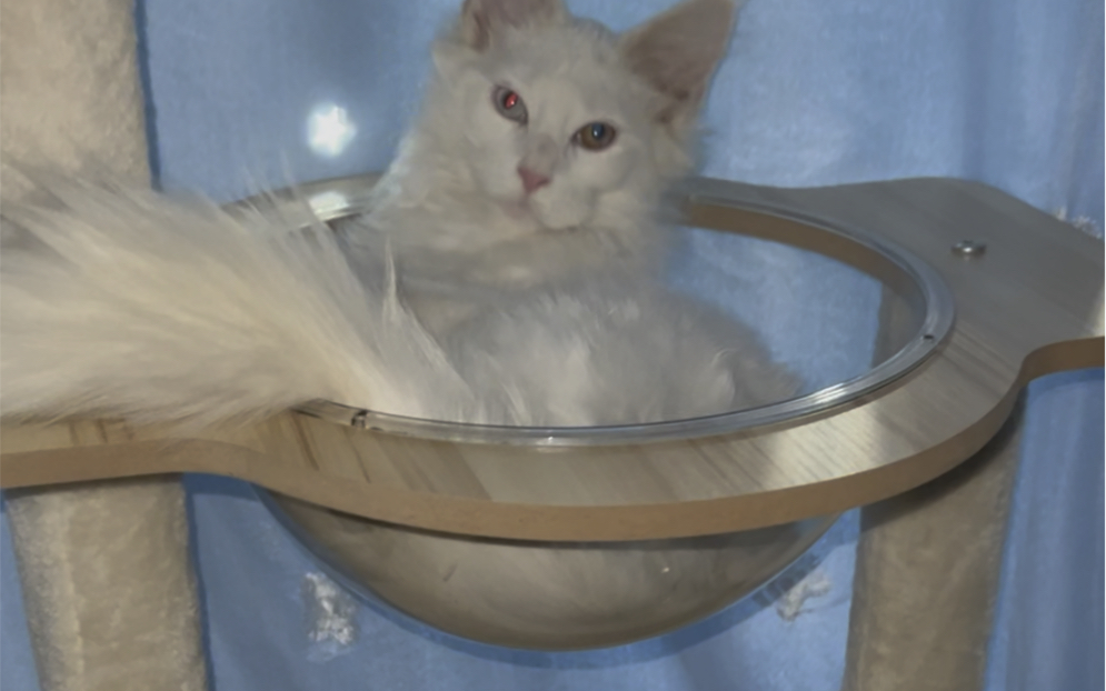 发亮的眼睛,小猫咪