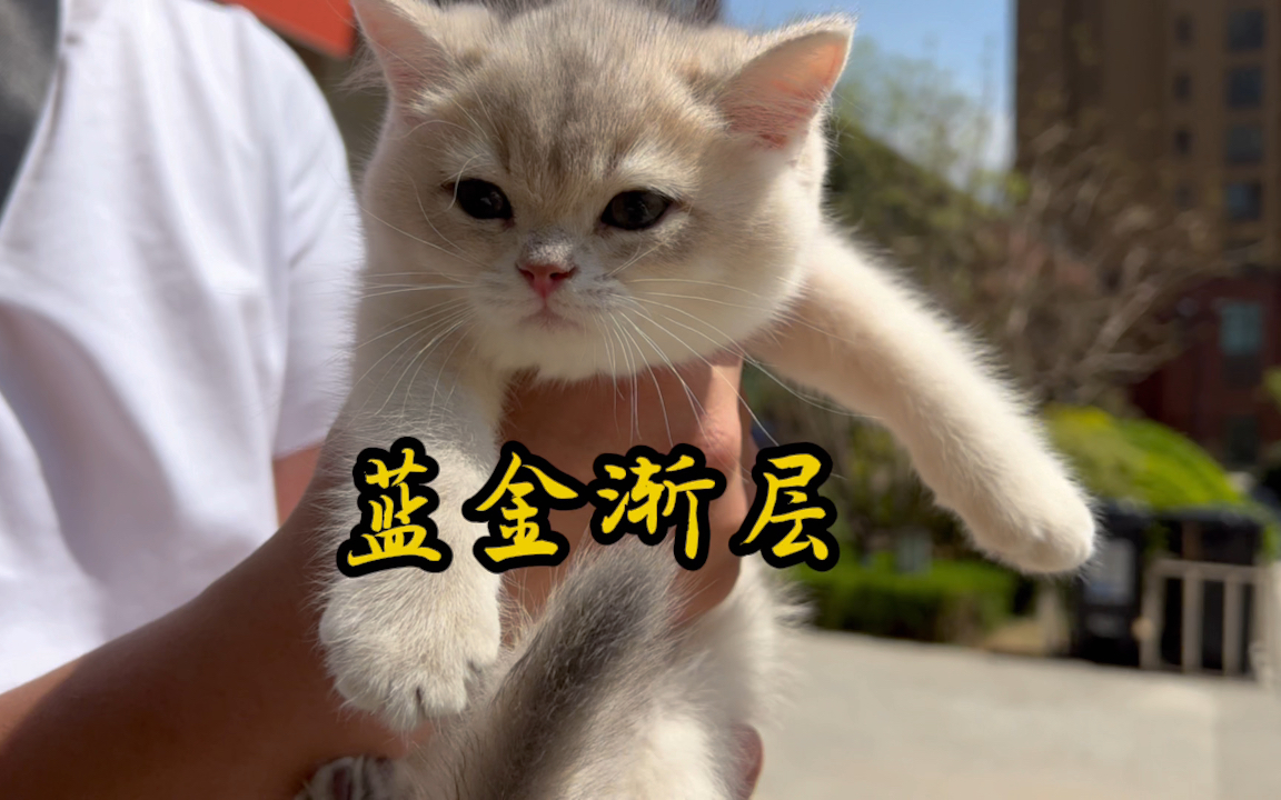 炙手可热的猫品种“蓝金渐层猫”哔哩哔哩bilibili