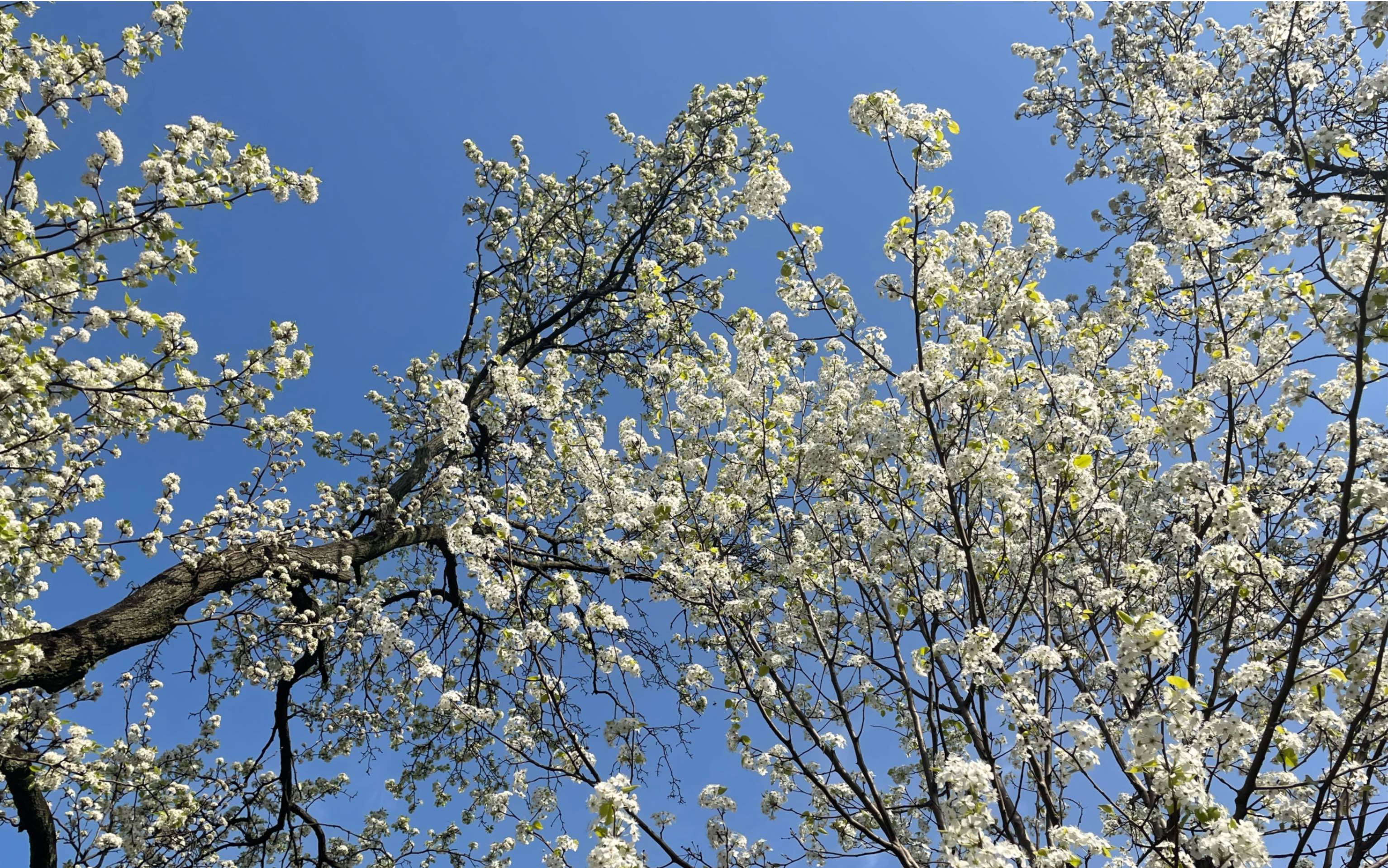 上海春天61上海植物园看梨花胜雪