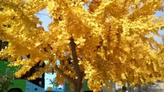 秋景之美，你我共享