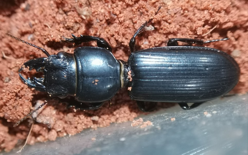 蝼步甲的舞台_哔哩哔哩_bilibili