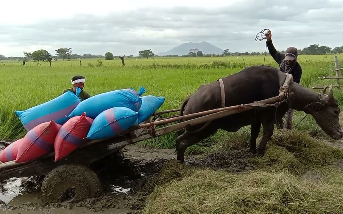 老牛拉车,哈哈